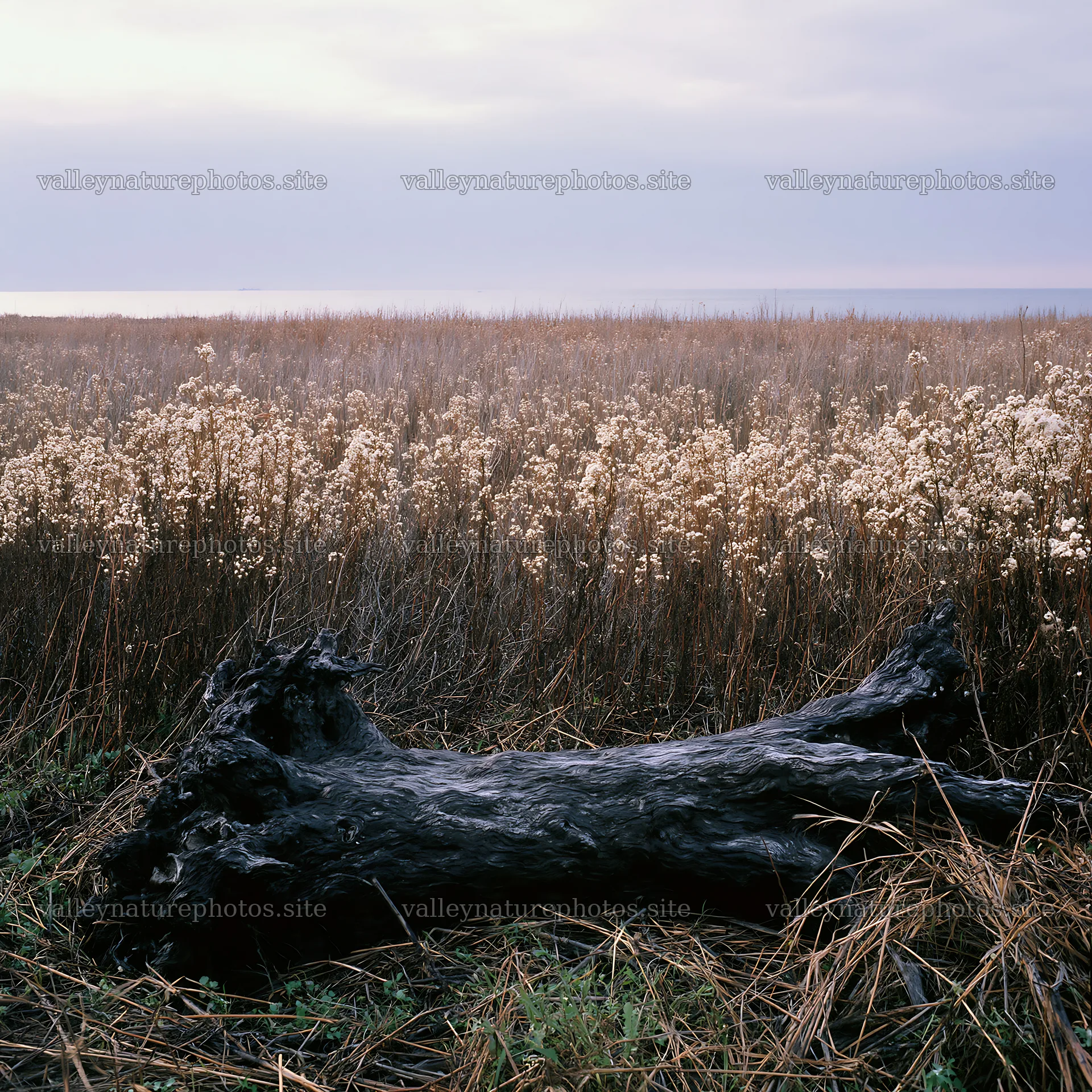 Chiba coastal climate meadow with driftwood in the foreground – nature photography 7938x7938