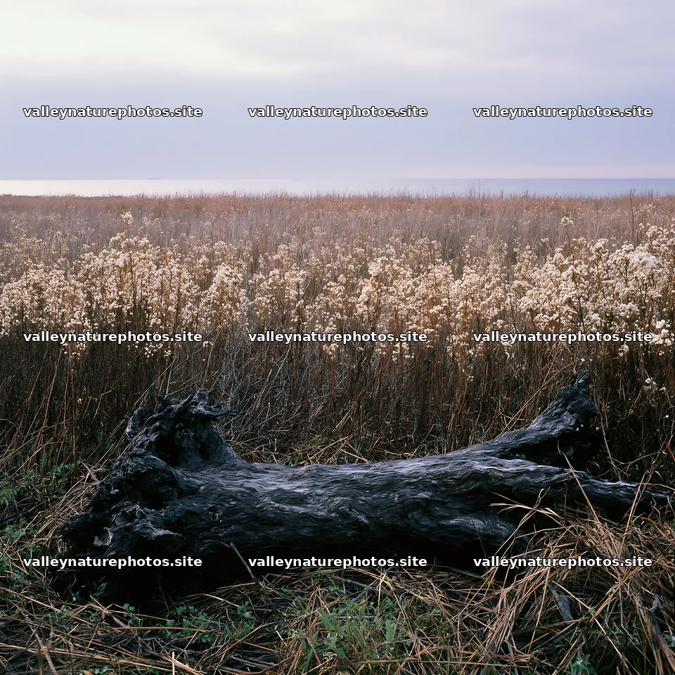 Chiba coastal climate meadow with driftwood in the foreground – nature photography 7938x7938