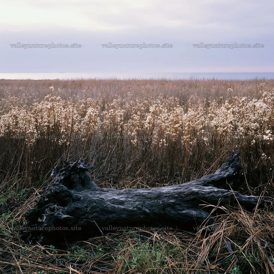 Chiba coastal climate meadow with driftwood in the foreground – nature photography 7938x7938