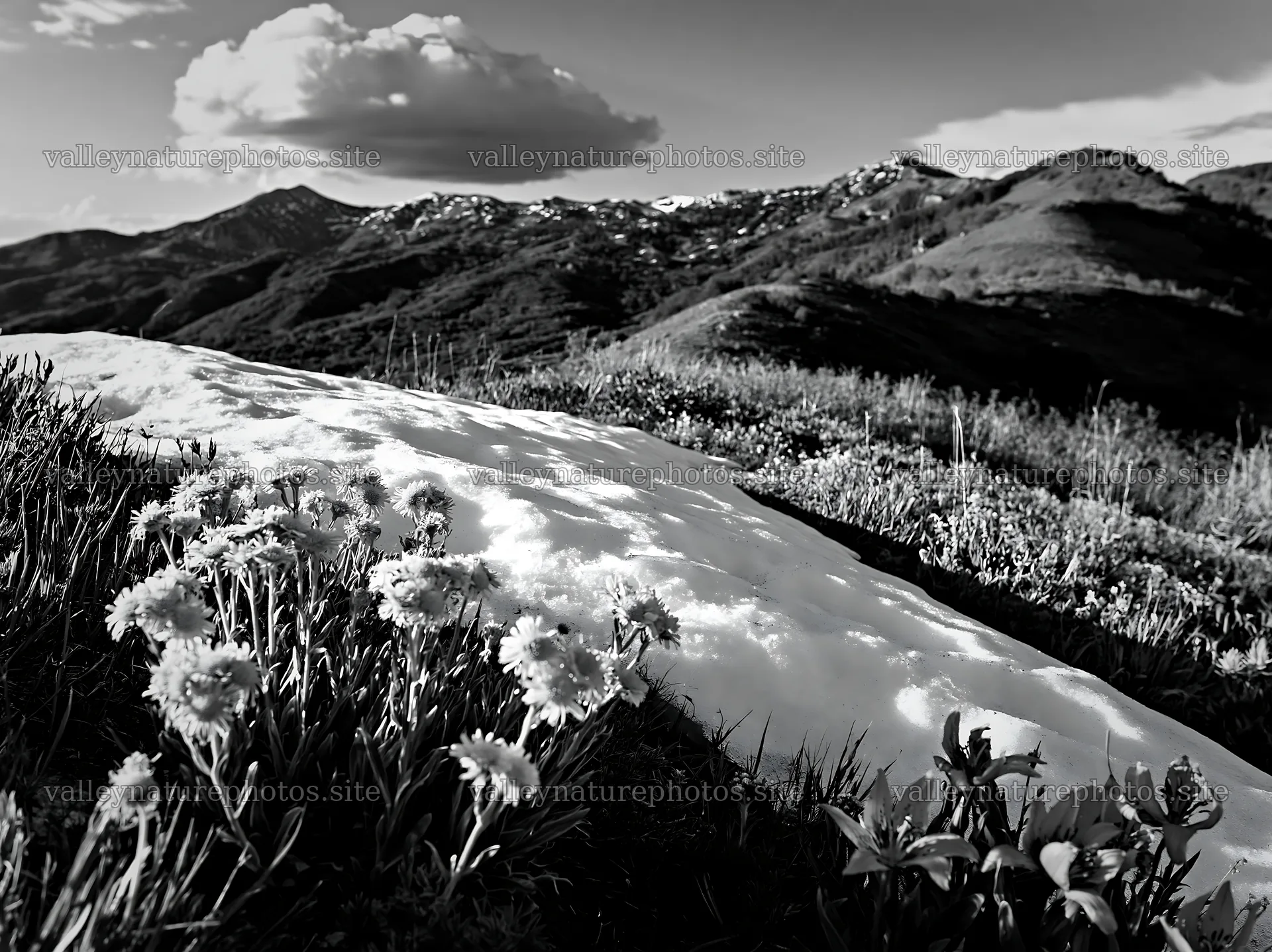 Snowy foothill meadow with flowers and mountains in background – nature photography 9174x6866