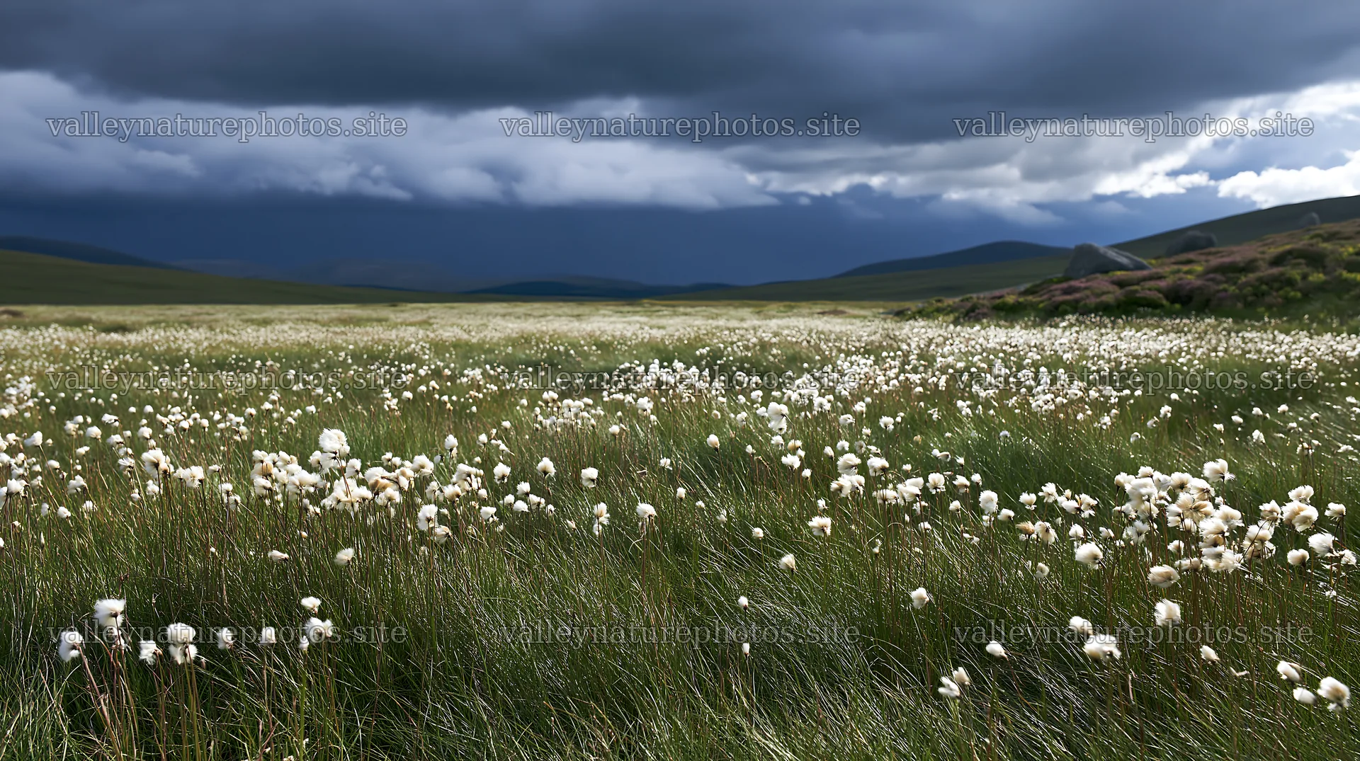 Cottongrass meadow glow under cloudy sky – nature photography 10608x5938