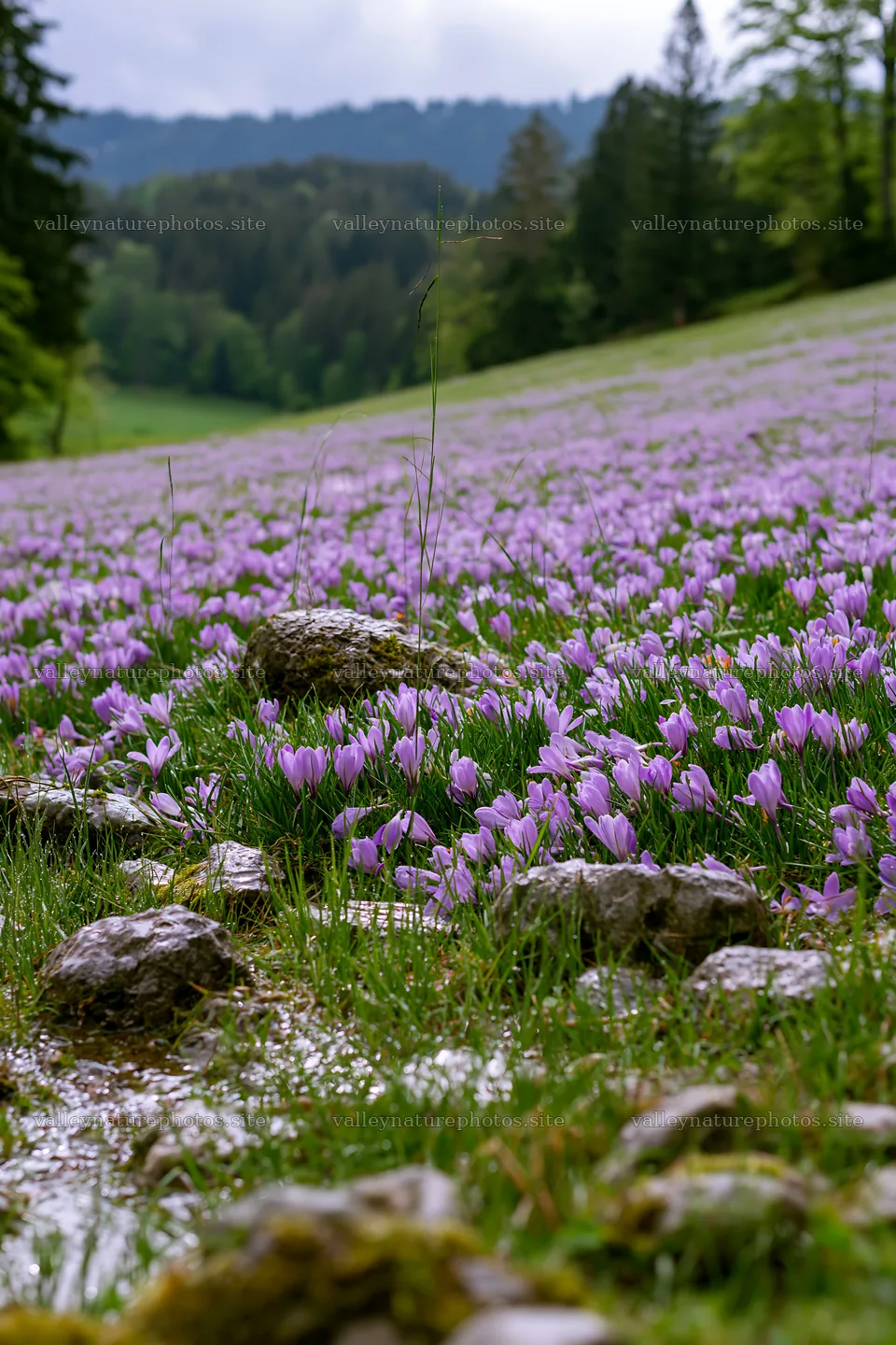 Meadow filled with crocuses and stones in spring – nature photography 6480x9722