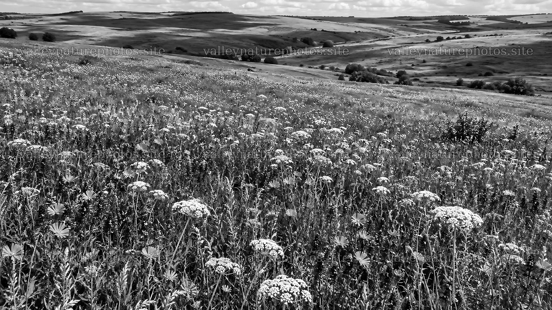 Black and White Wildflower Meadow and Hills – nature photography 10324x5812