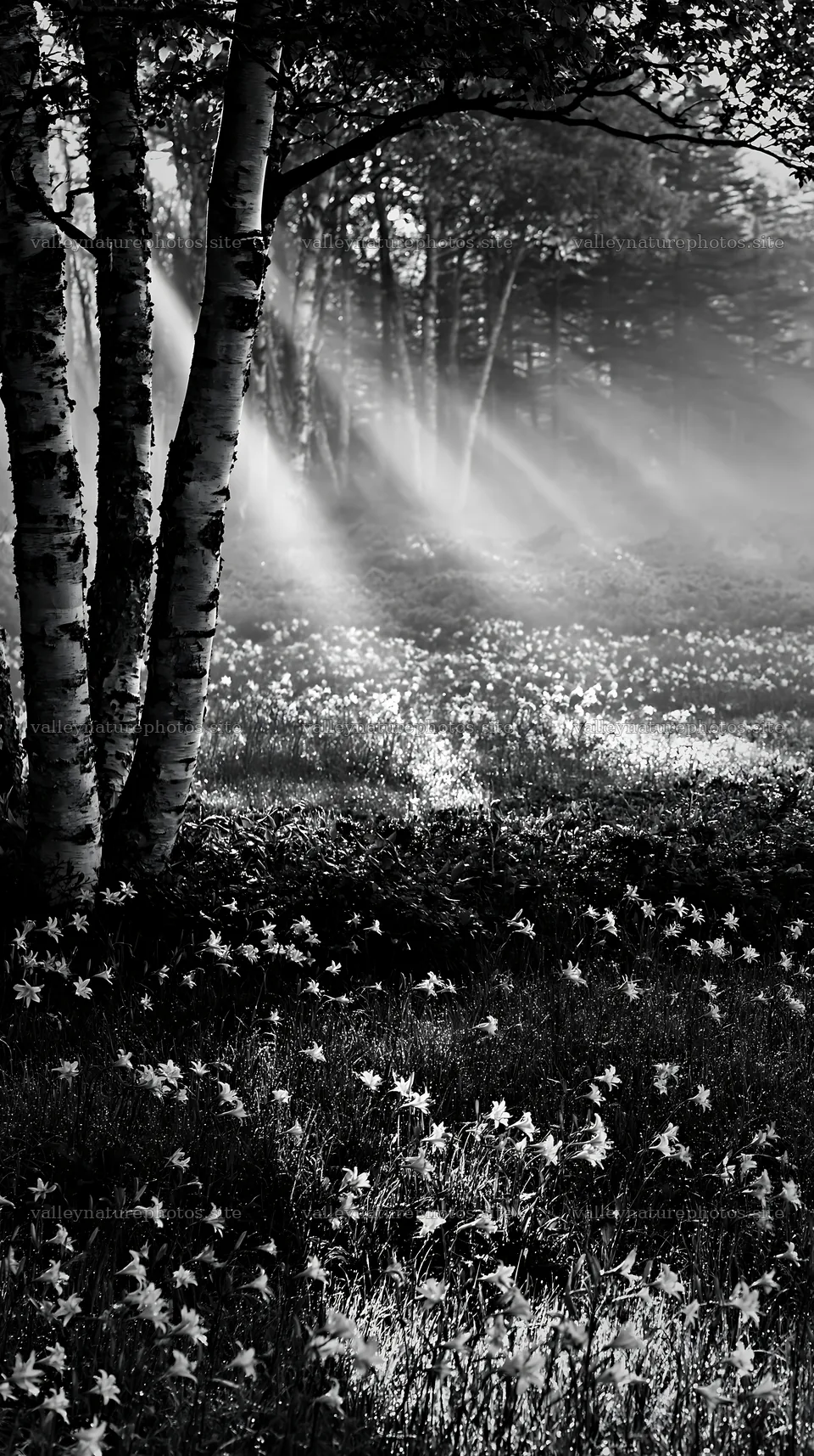 Kirigamine highland daylily meadow in the morning light – nature photography 5938x10608