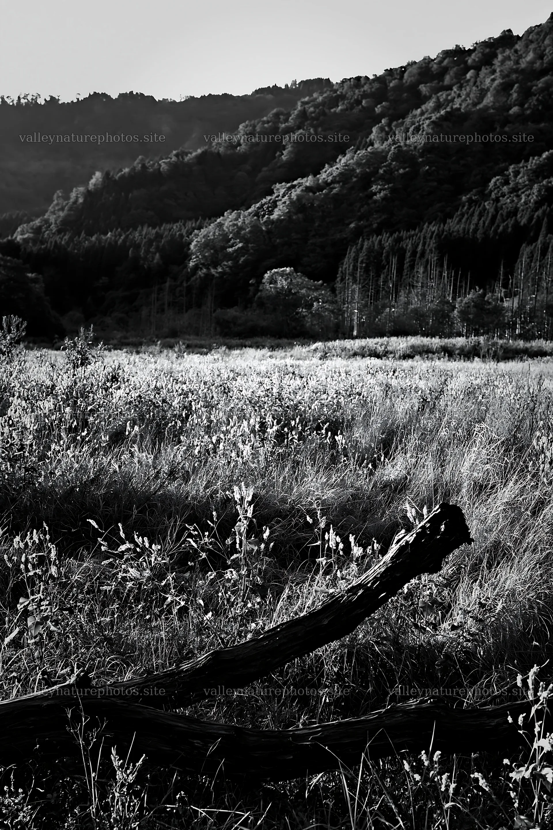 Yamagata rewilded meadow fallen branch foreground – nature photography 6480x9722