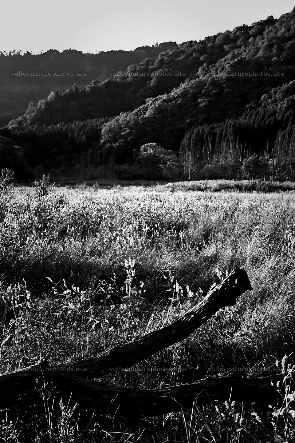 Yamagata rewilded meadow fallen branch foreground – nature photography 6480x9722