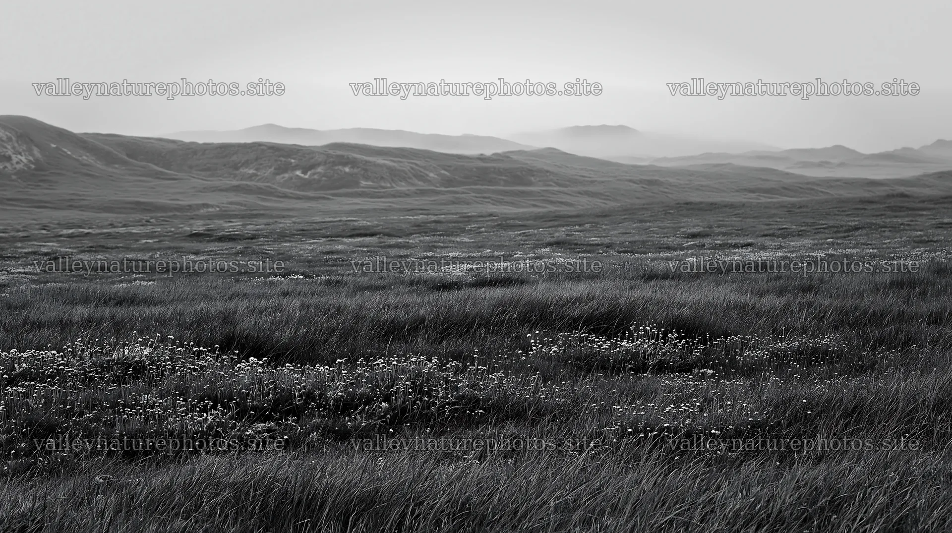 Machair beach meadow with grass and flowers in black and white – nature photography 10608x5938