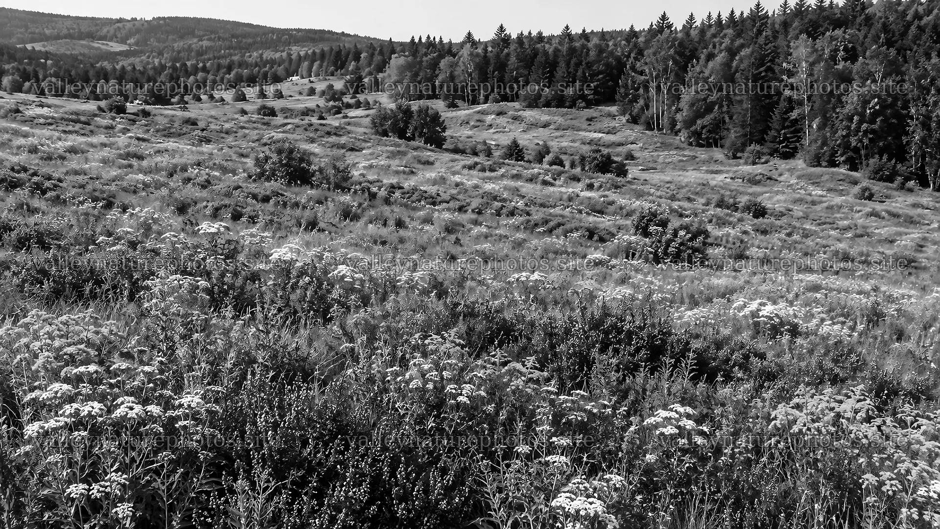 Black and White Forest Edge and Wildflower Meadow – nature photography 10324x5812