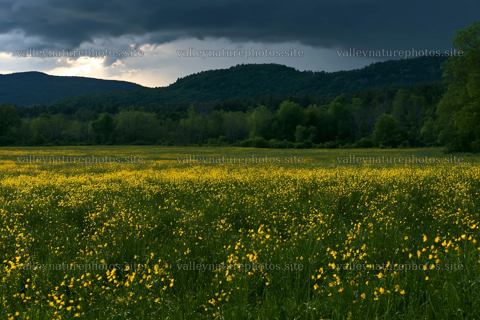 Buttercup meadow under dark clouds near mountains – nature photography 9722x6480