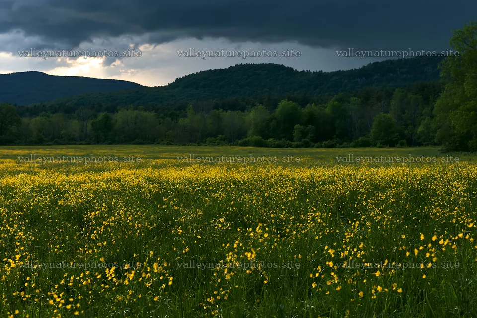 Buttercup meadow under dark clouds near mountains – nature photography 9722x6480