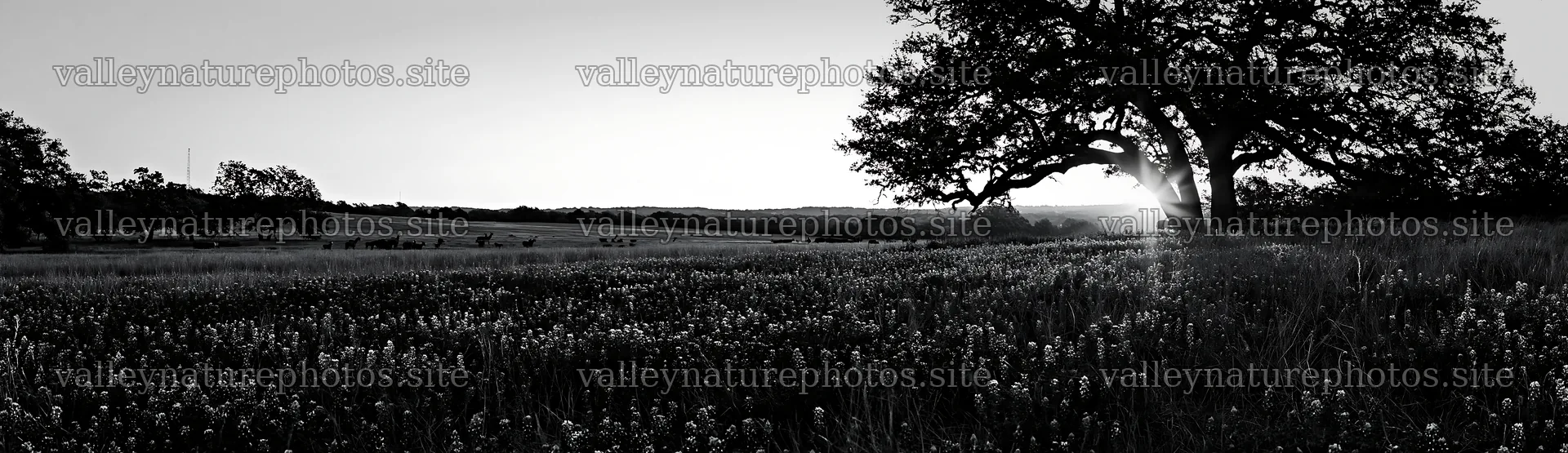 Bluebonnet meadow at sunrise with tree silhouette – nature photography 14762x4268