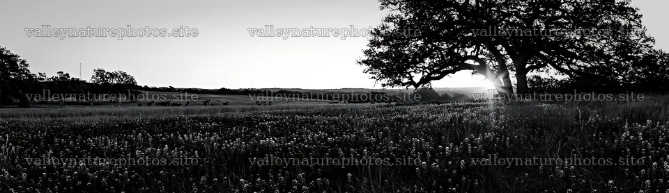 Bluebonnet meadow at sunrise with tree silhouette – nature photography 14762x4268