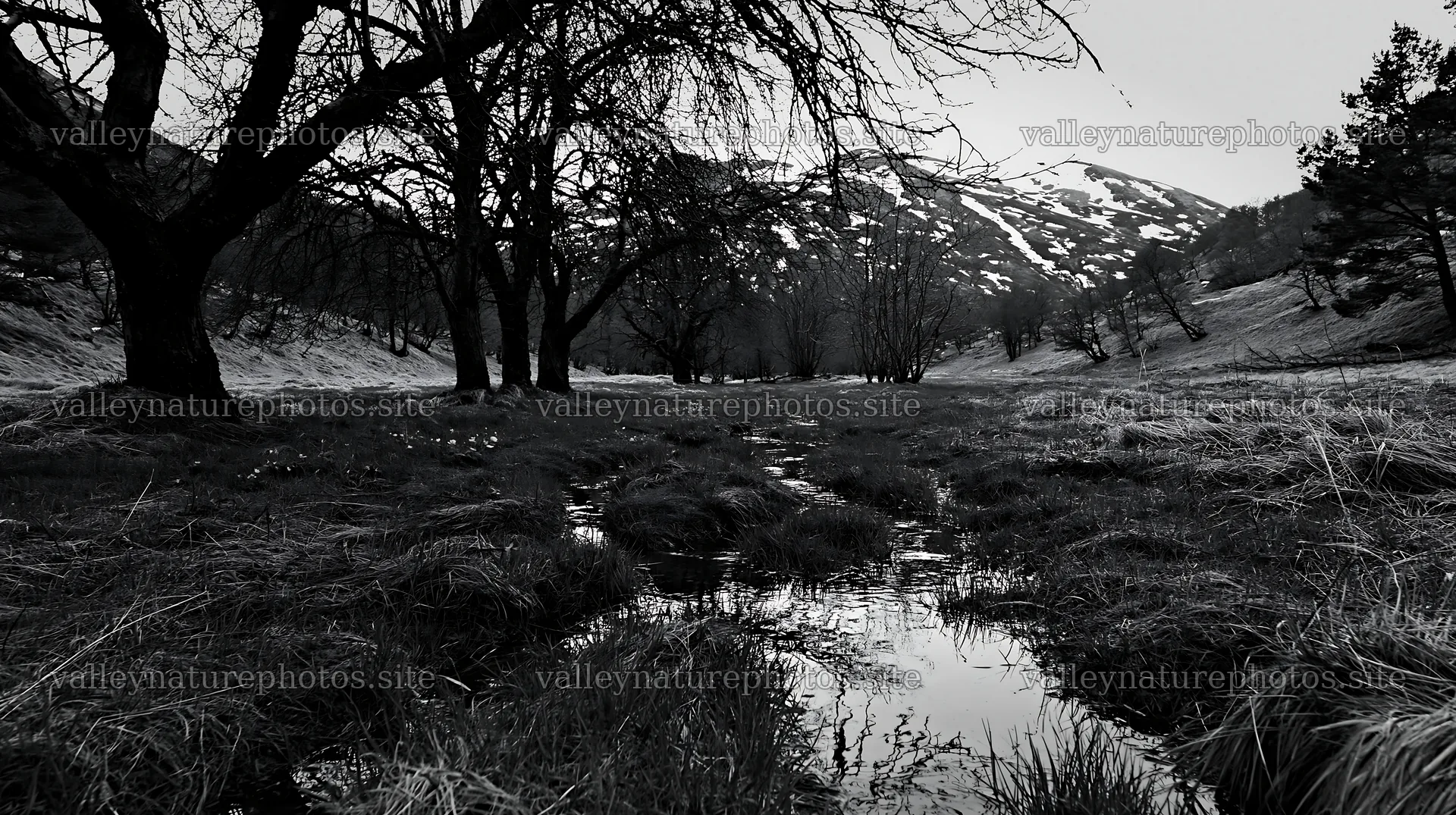 Highland apple meadow with stream and trees in black and white – nature photography 10608x5938