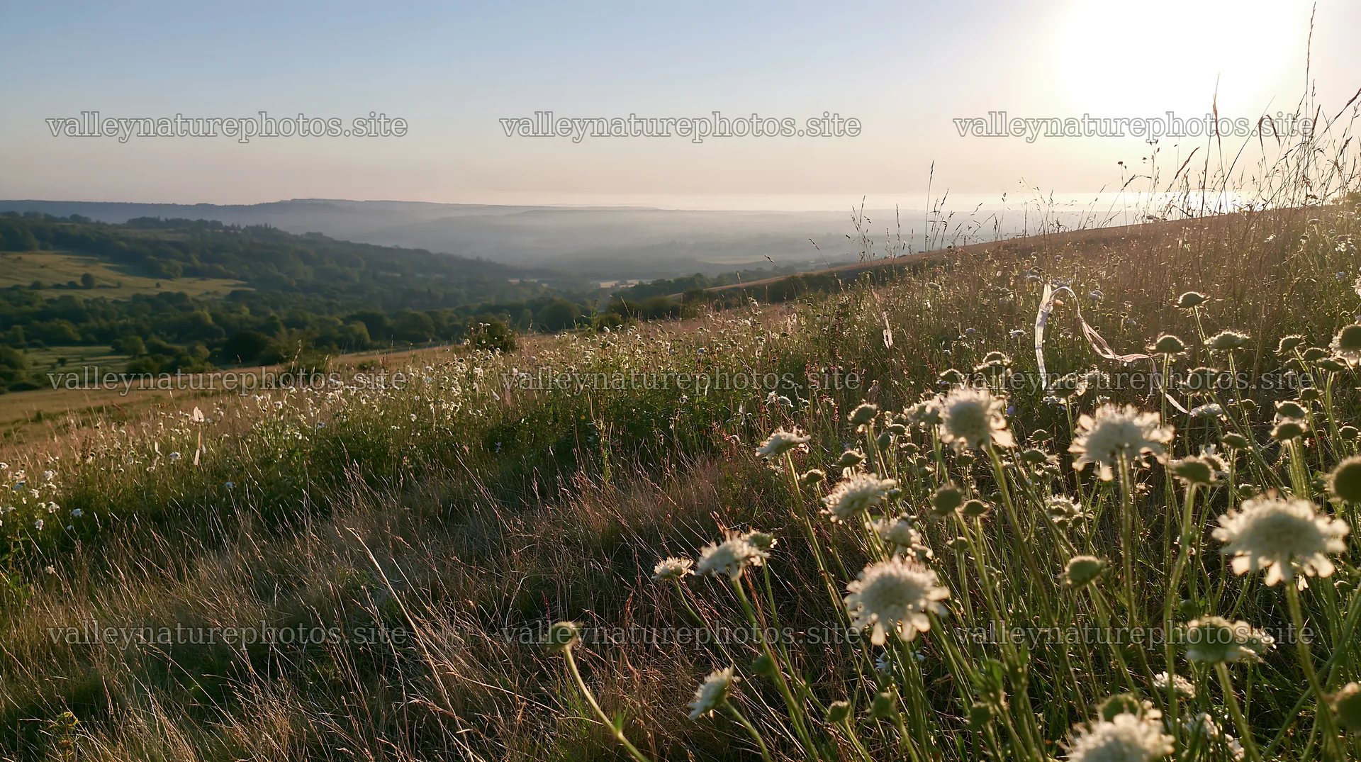Chalk meadow landscape at sunny dawn with flowers – nature photography 10608x5938