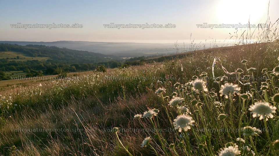 Chalk meadow landscape at sunny dawn with flowers – nature photography 10608x5938