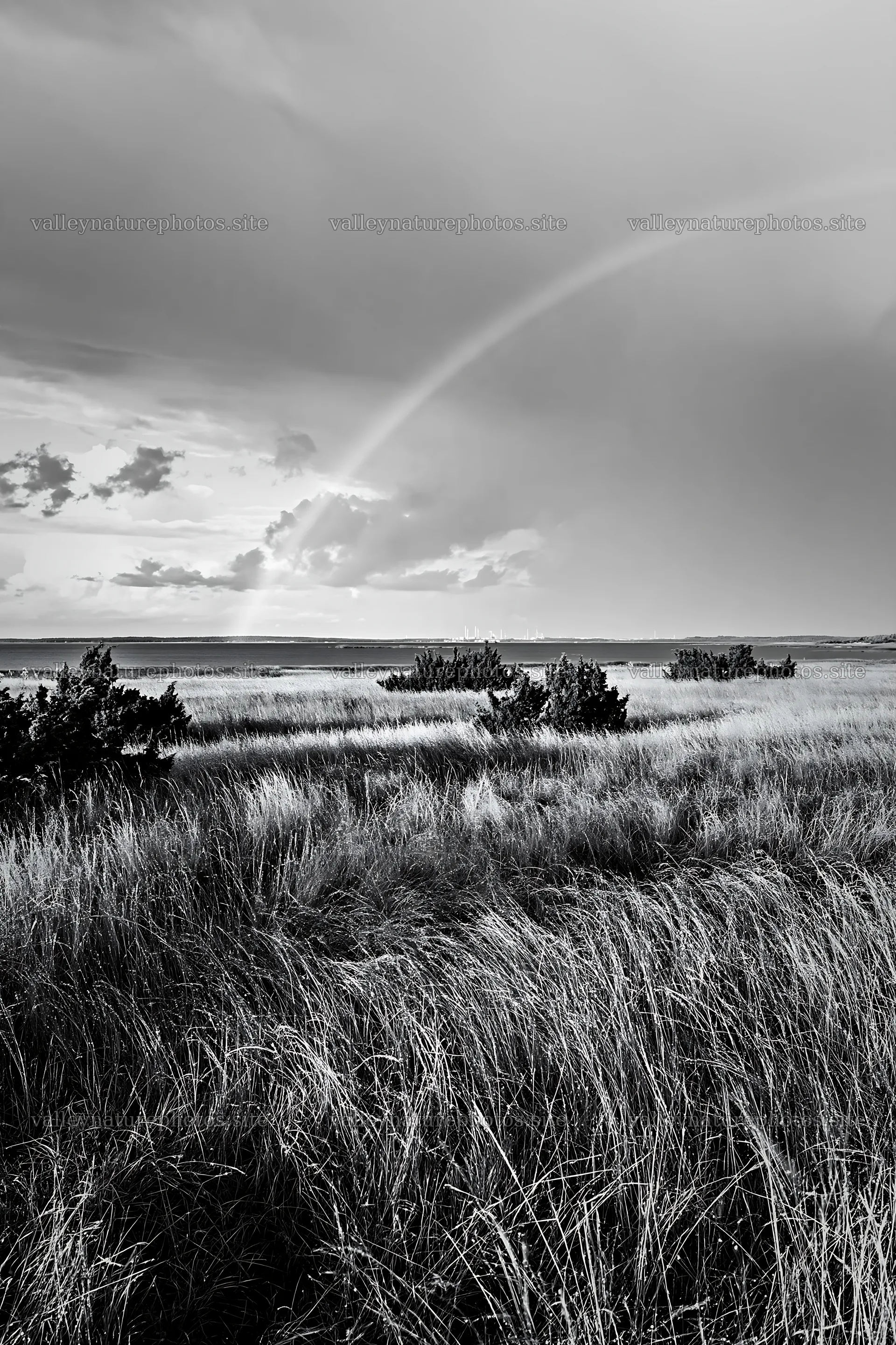 Seedhead meadow under a cloudy sky with a rainbow – nature photography 6480x9722