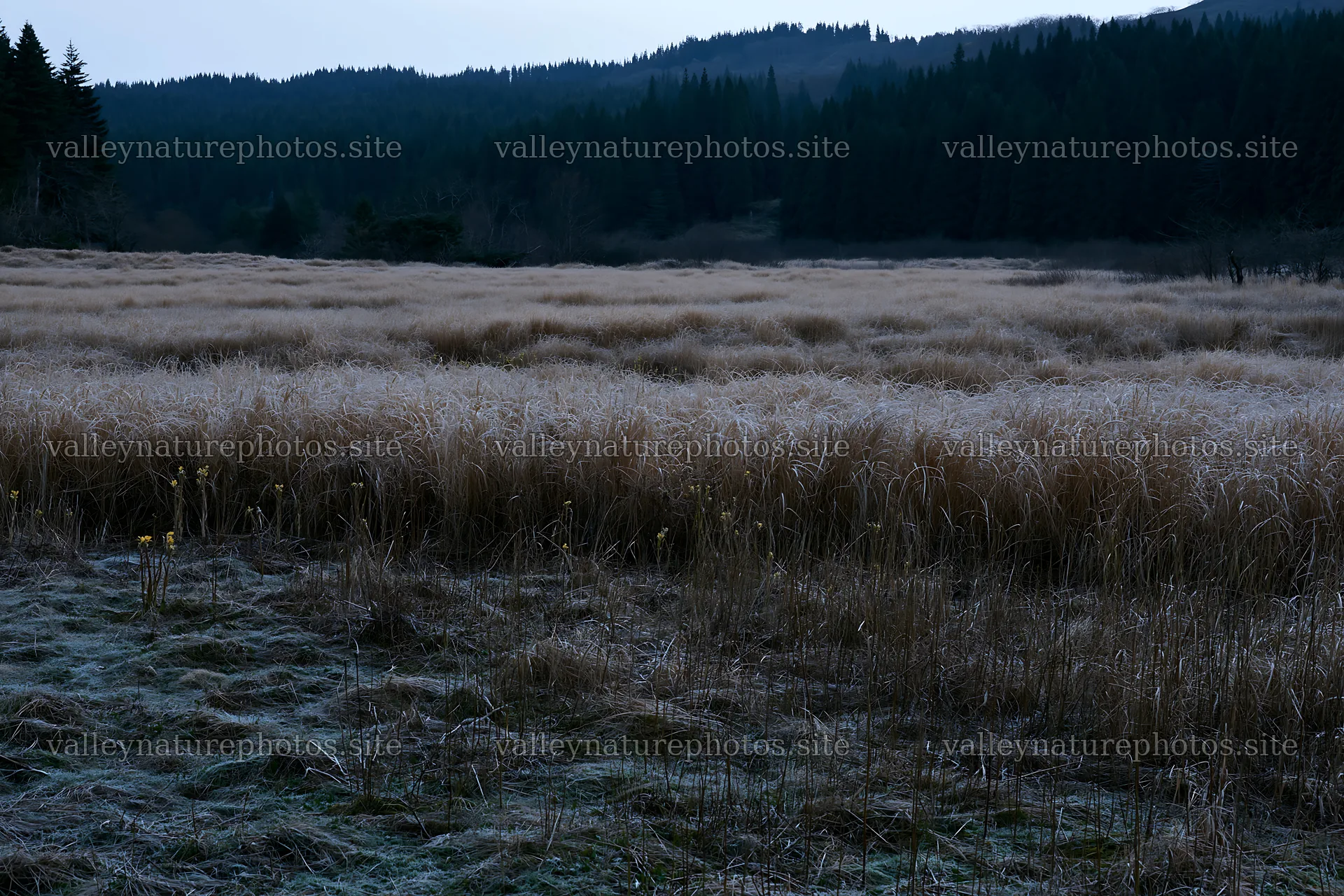Akita snowmelt meadow with silver grasses at dusk – nature photography 9722x6480