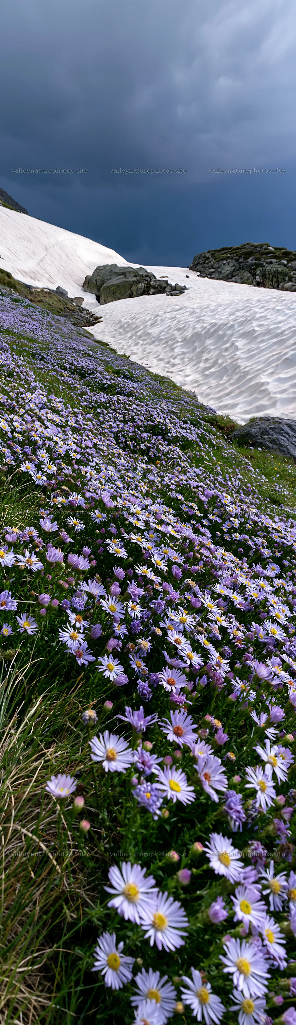 Flowers on the snowline meadow under a cloudy sky – nature photography 4268x14762