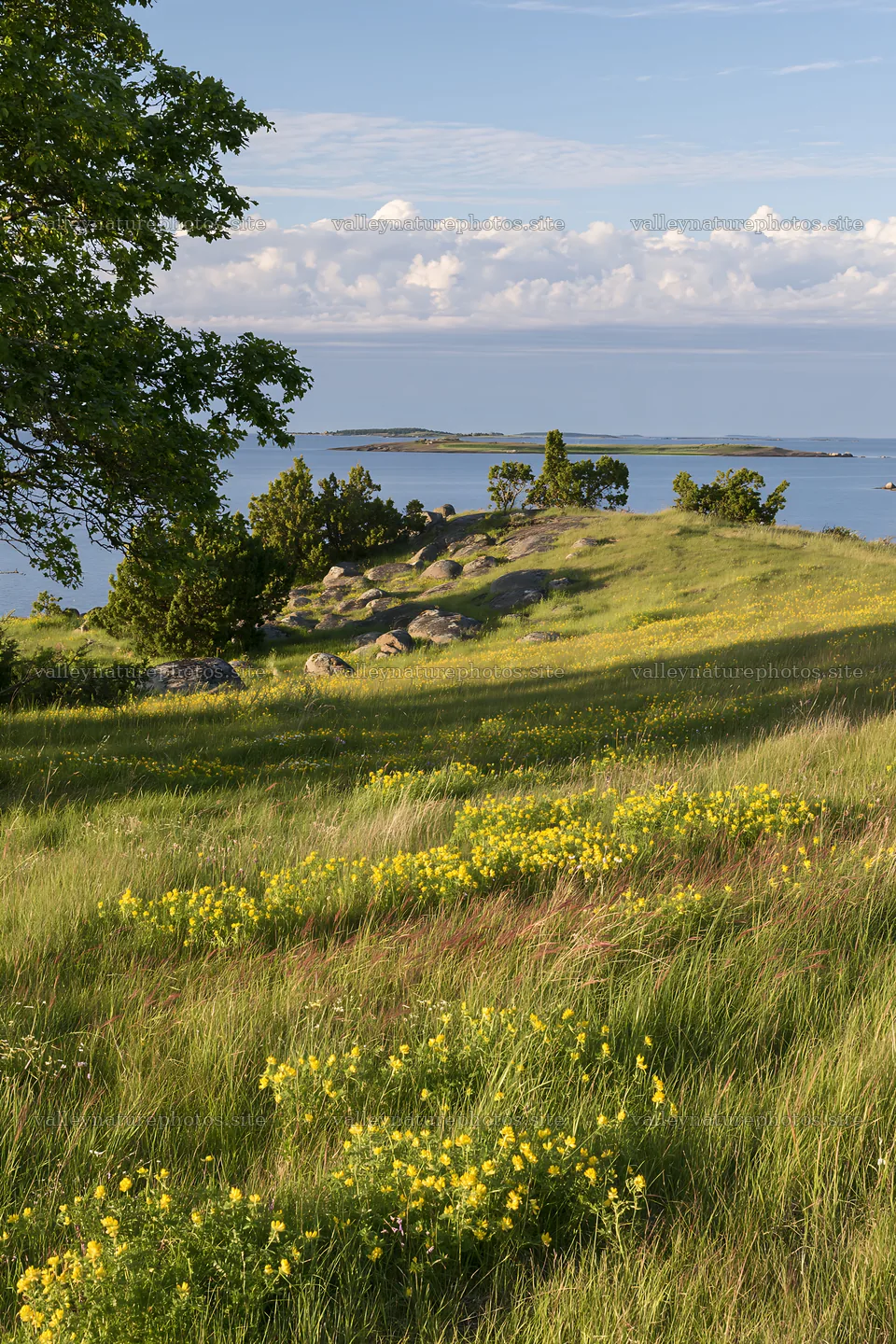 Coastal meadow with yellow flowers and distant island in view – nature photography 6480x9722