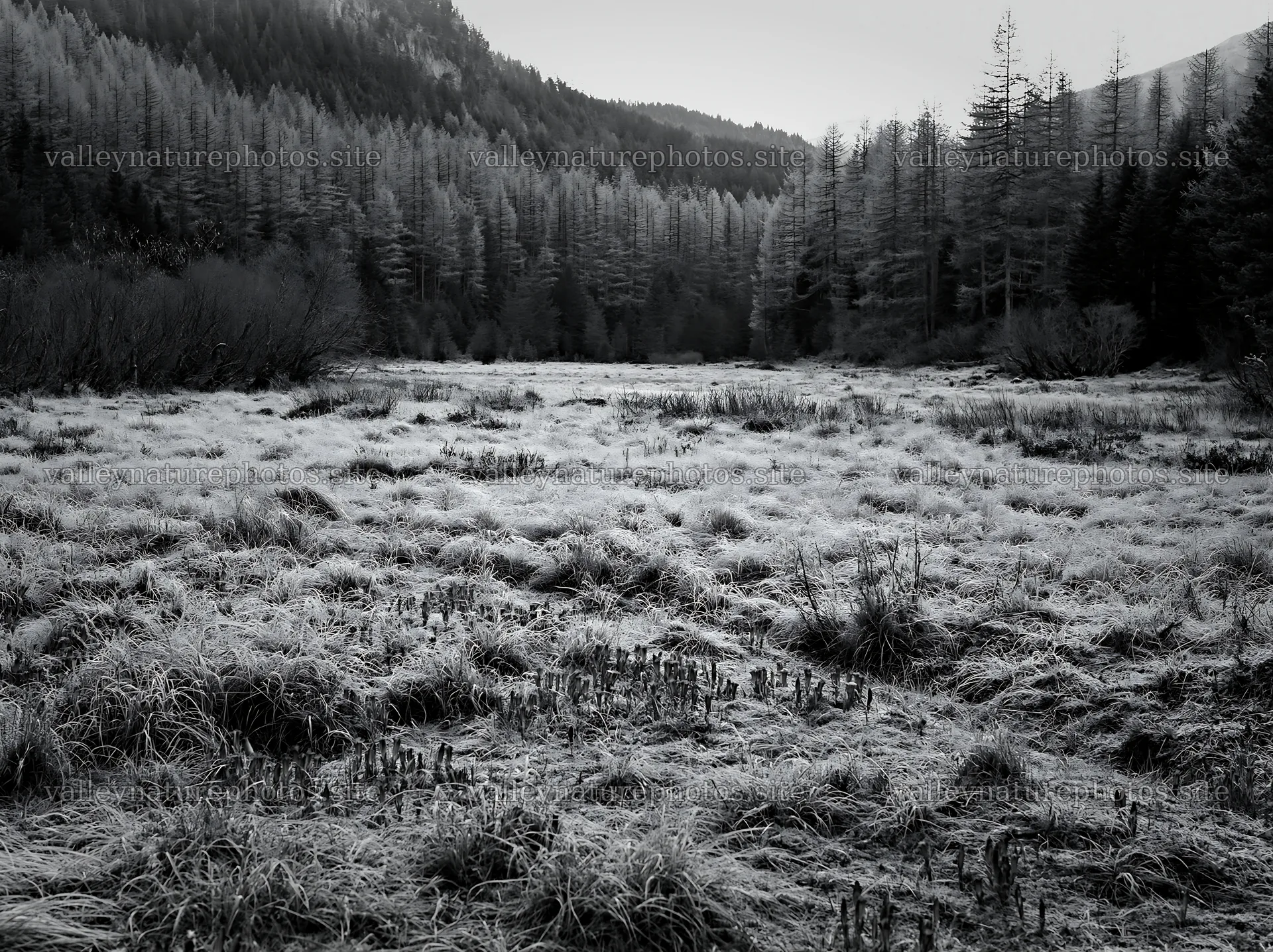 Wooded valley meadow filled with frost and grass – nature photography 9174x6866
