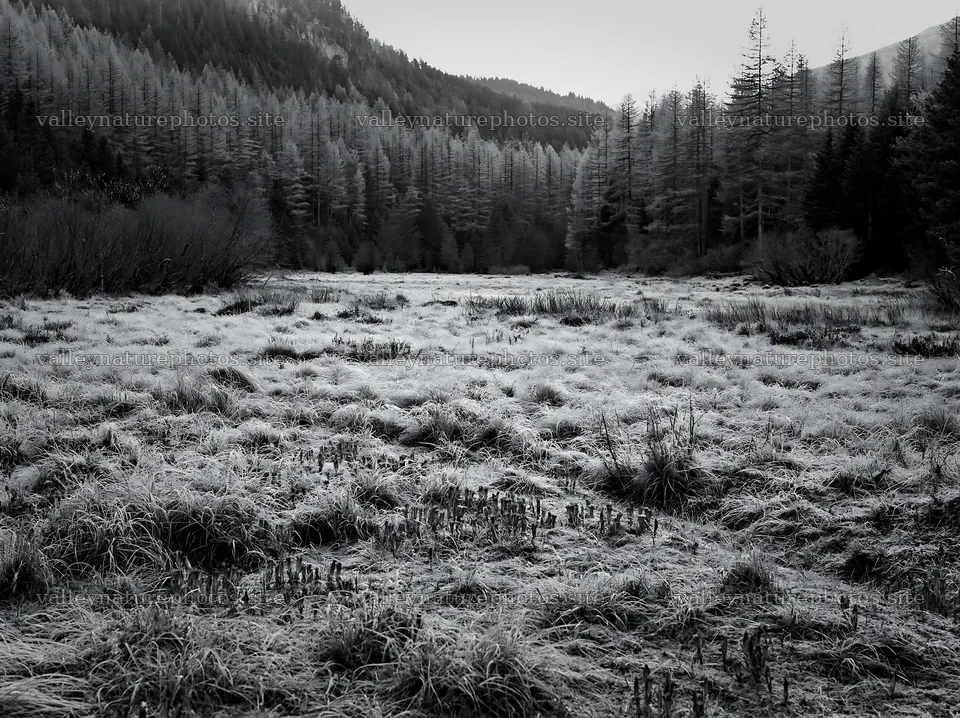 Wooded valley meadow filled with frost and grass – nature photography 9174x6866