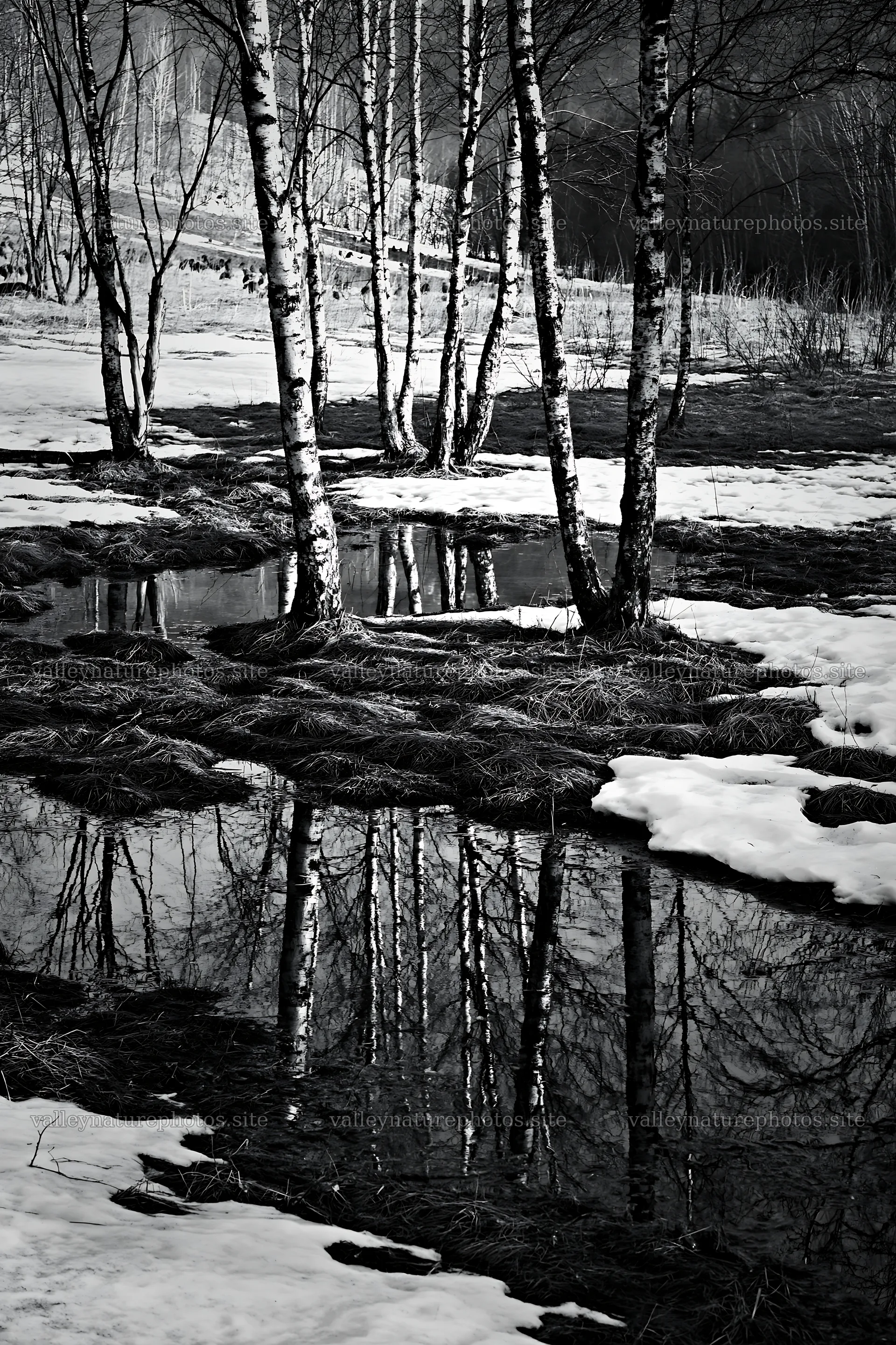 Snowy meadow with birch trees and reflections in water – nature photography 6480x9722