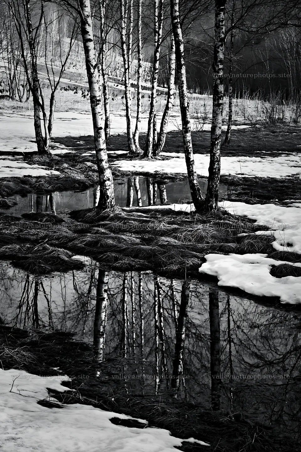 Snowy meadow with birch trees and reflections in water – nature photography 6480x9722