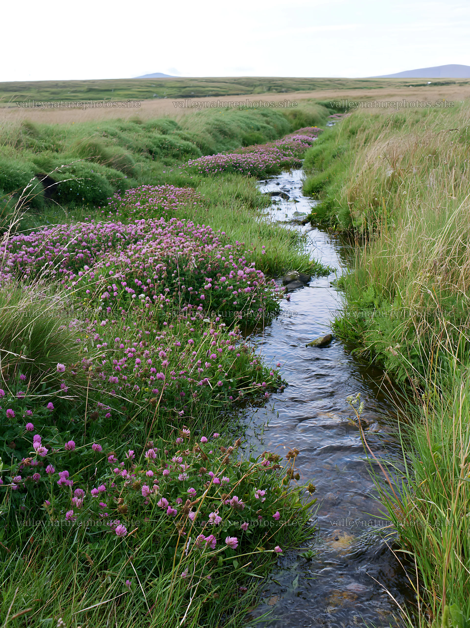 High contrast meadow with watercourse and flowers – nature photography 6866x9174