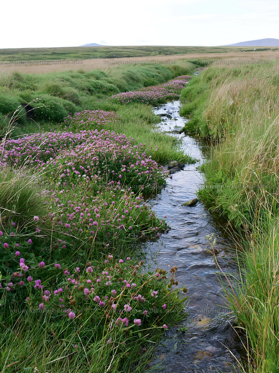 High contrast meadow with watercourse and flowers – nature photography 6866x9174