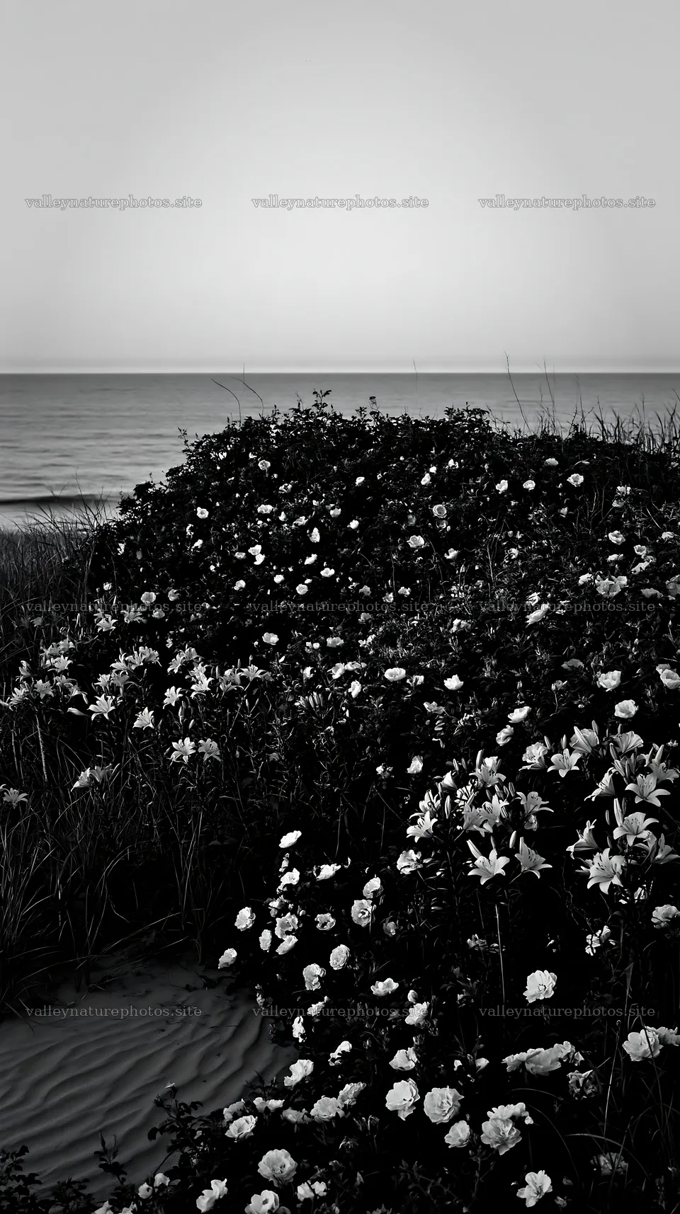 Beachside flower meadow with ocean view at dusk – nature photography 5938x10608