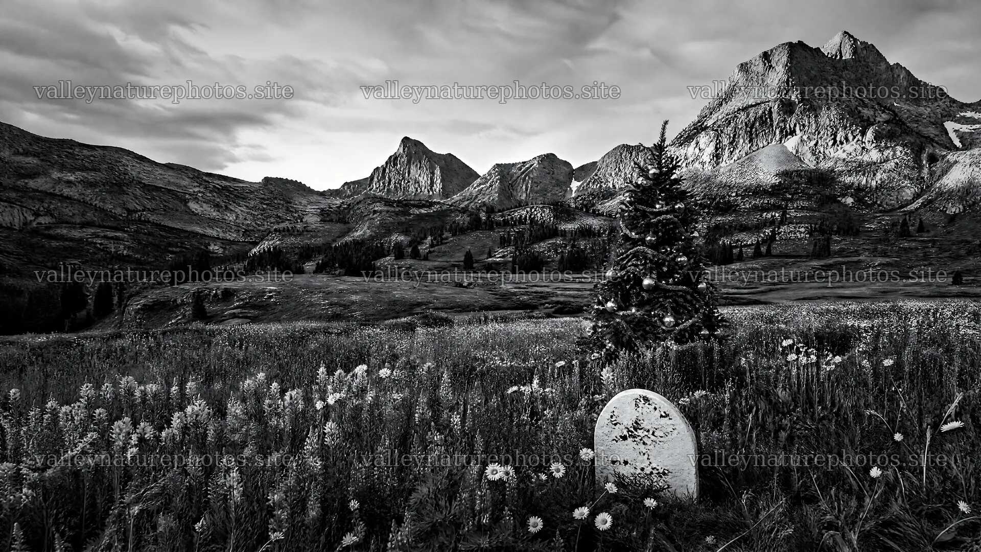 Christmas tree in mountain valley meadow – nature photography 10584x5952