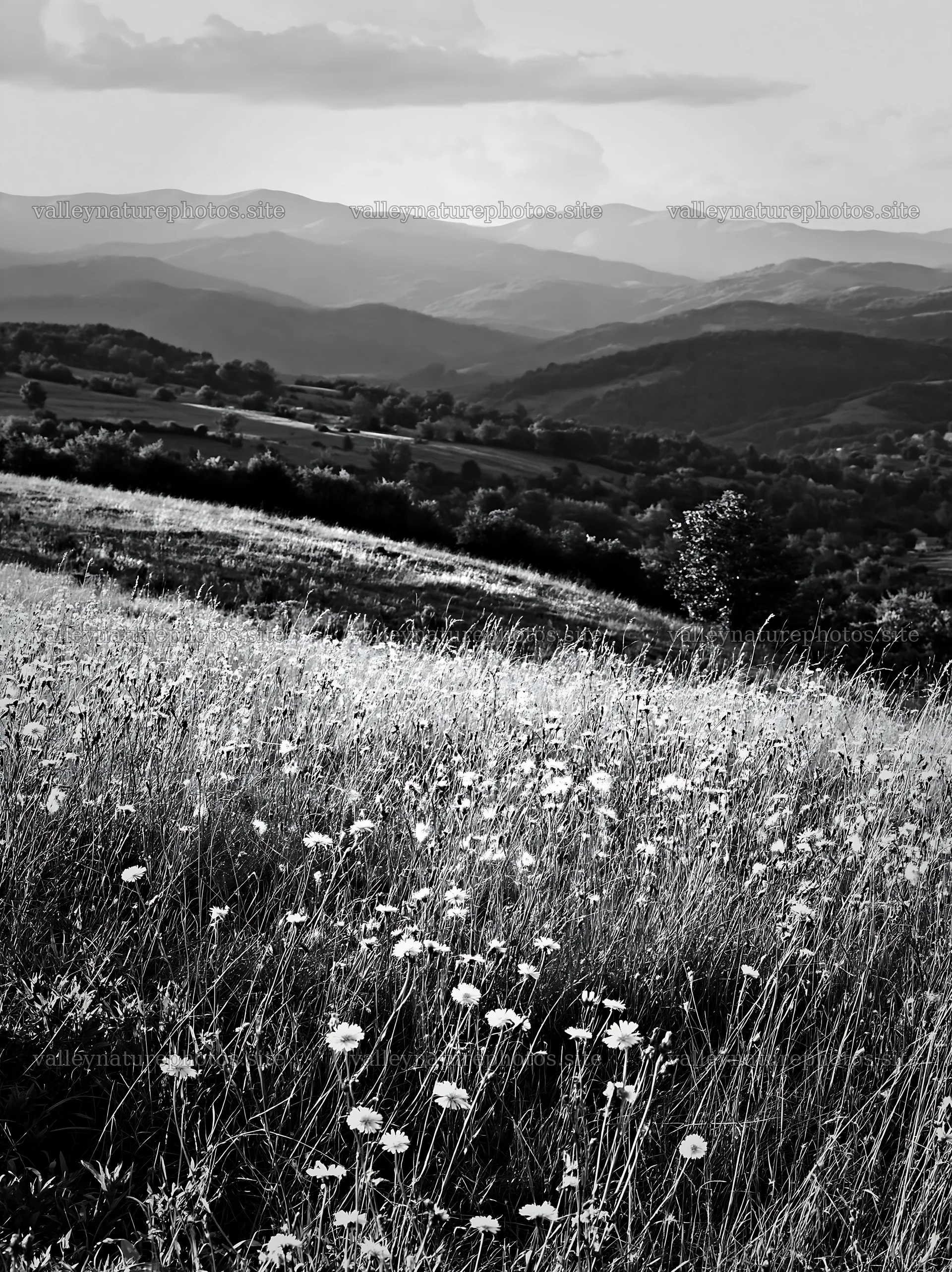 Transylvania summer hay meadows with mountains in the background – nature photography 6866x9174