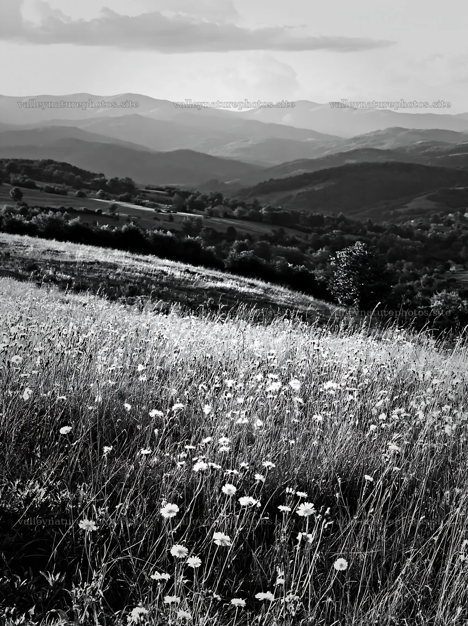 Transylvania summer hay meadows with mountains in the background – nature photography 6866x9174