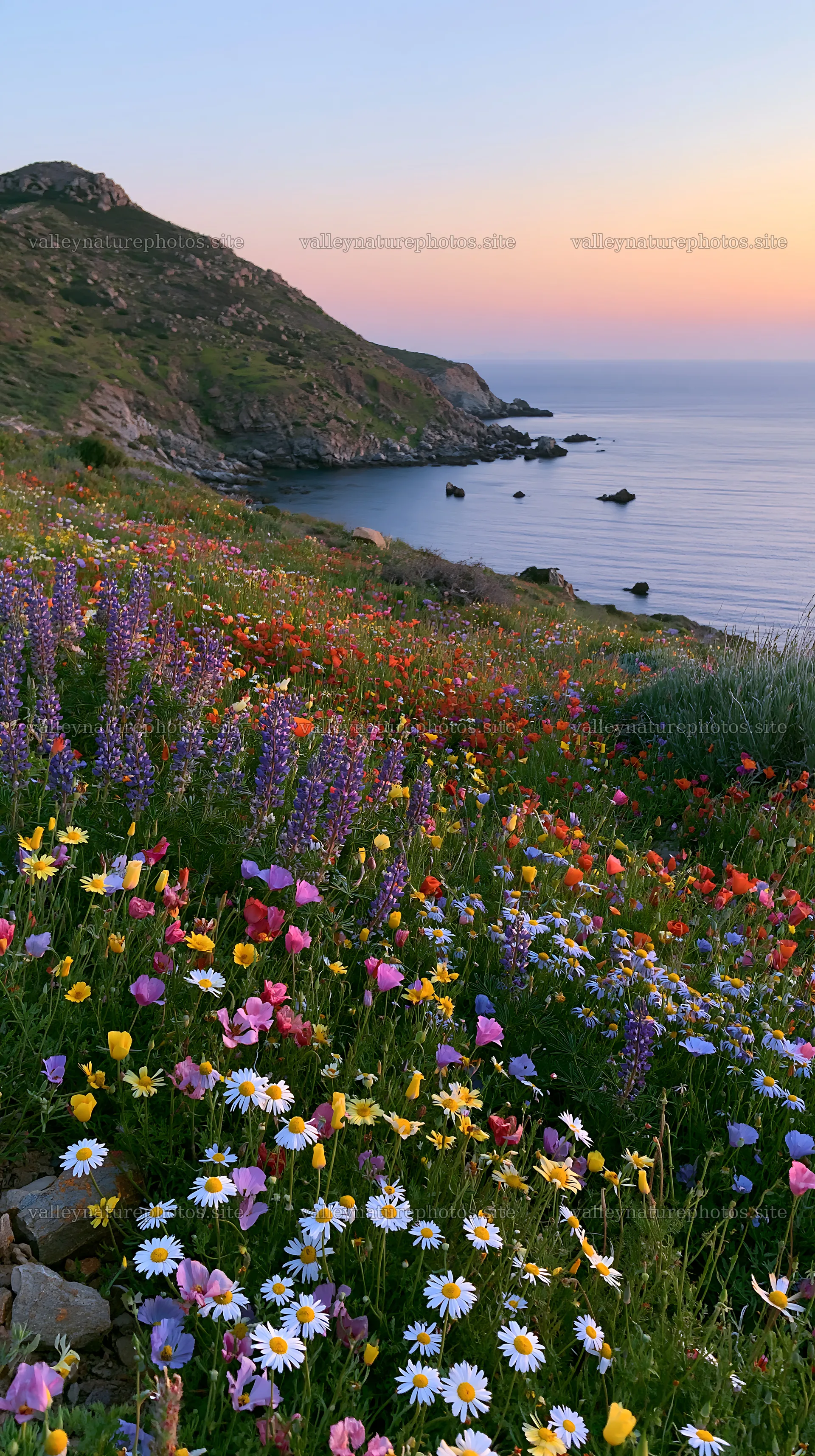 Colorful poppy meadow with flowers by the sea at sunset – nature photography 5938x10608