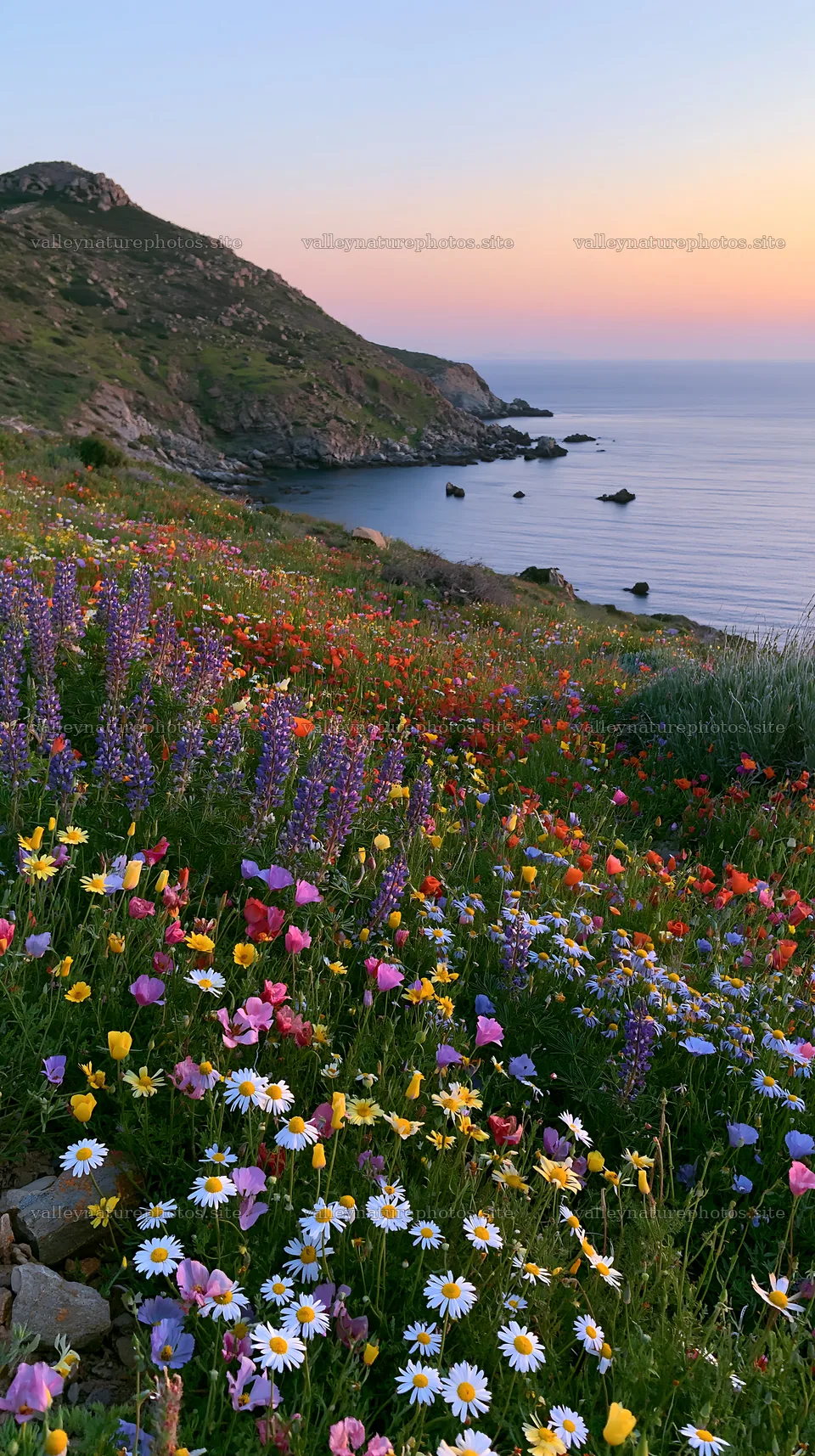 Colorful poppy meadow with flowers by the sea at sunset – nature photography 5938x10608