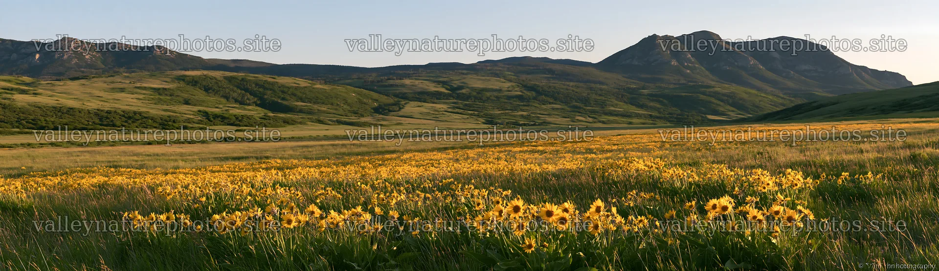 Rolling valley with wildflowers under a clear sky – nature photography 14762x4268