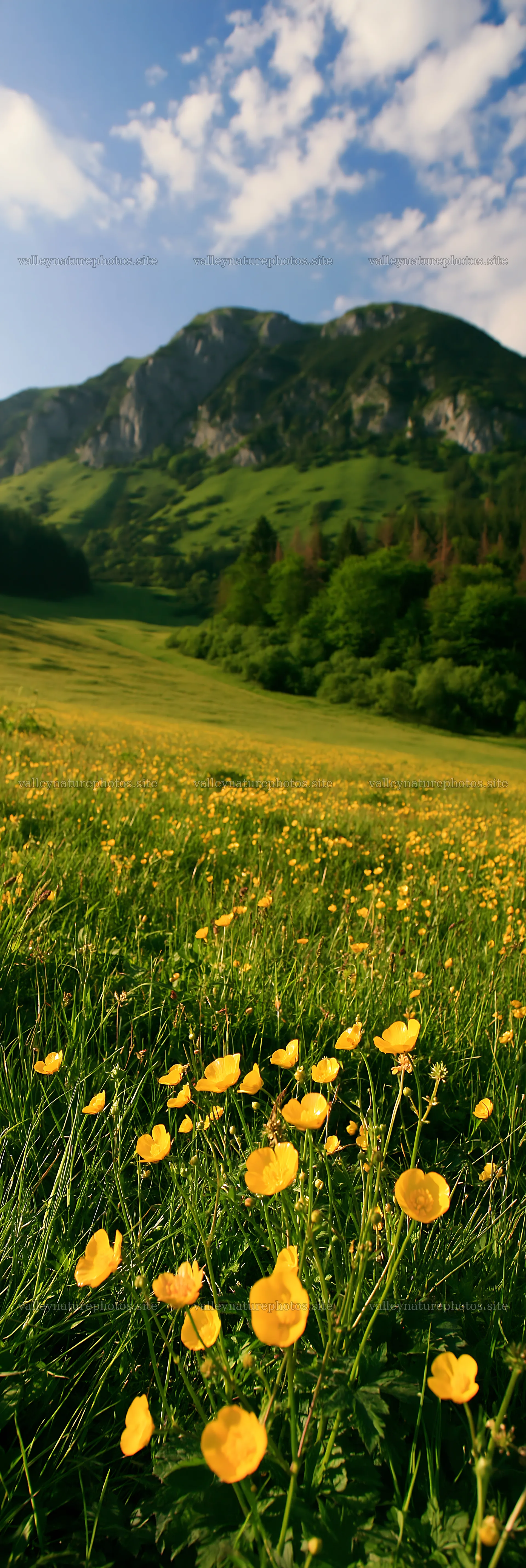 Slovak meadow with yellow flowers in Carpathian valley – nature photography 4602x13690