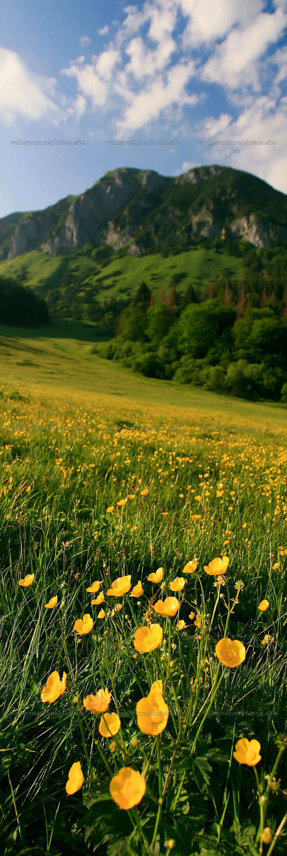 Slovak meadow with yellow flowers in Carpathian valley – nature photography 4602x13690