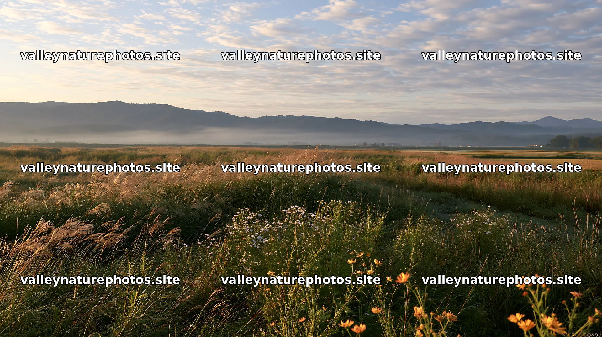 Niigata floodplain restoration meadow dew foreground – nature photography 10608x5938