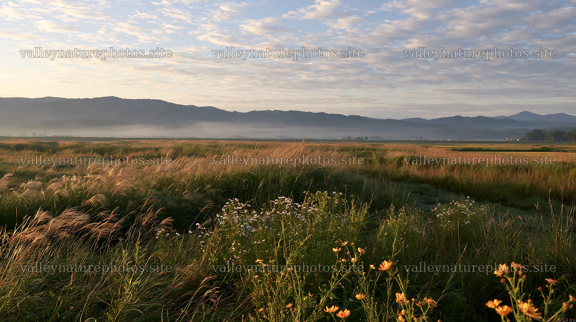 Niigata floodplain restoration meadow dew foreground – nature photography 10608x5938