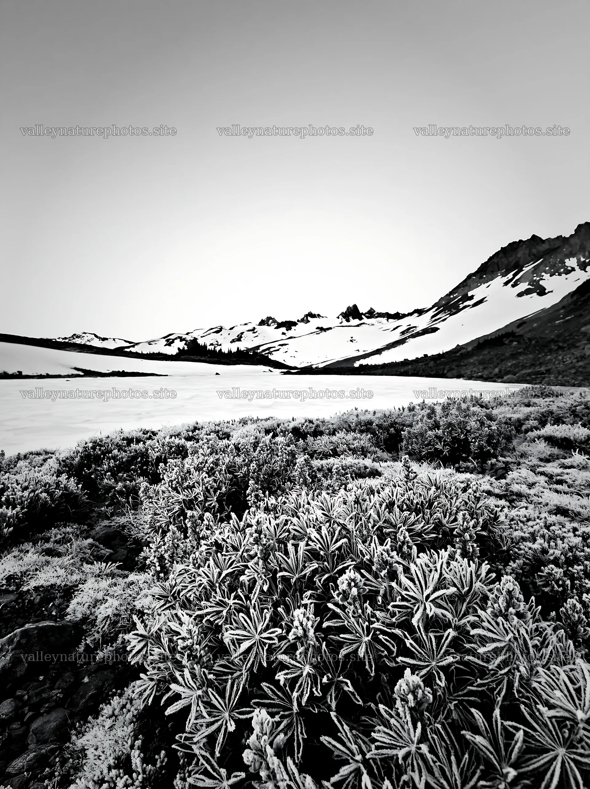 Frozen tarn meadow in winter landscape with snow-capped mountains – nature photography 6866x9174