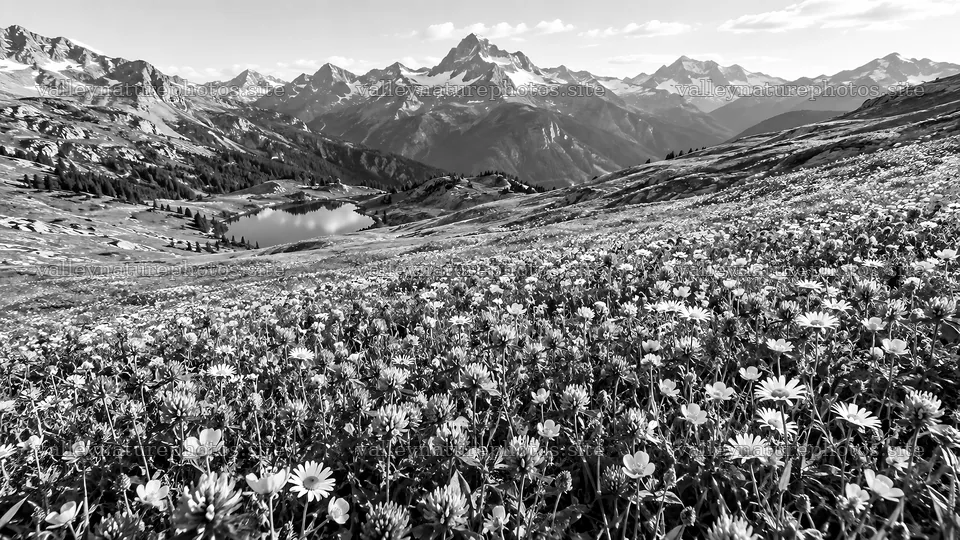 Black and White Mountain Landscape with Wildflowers – nature photography 10324x5812