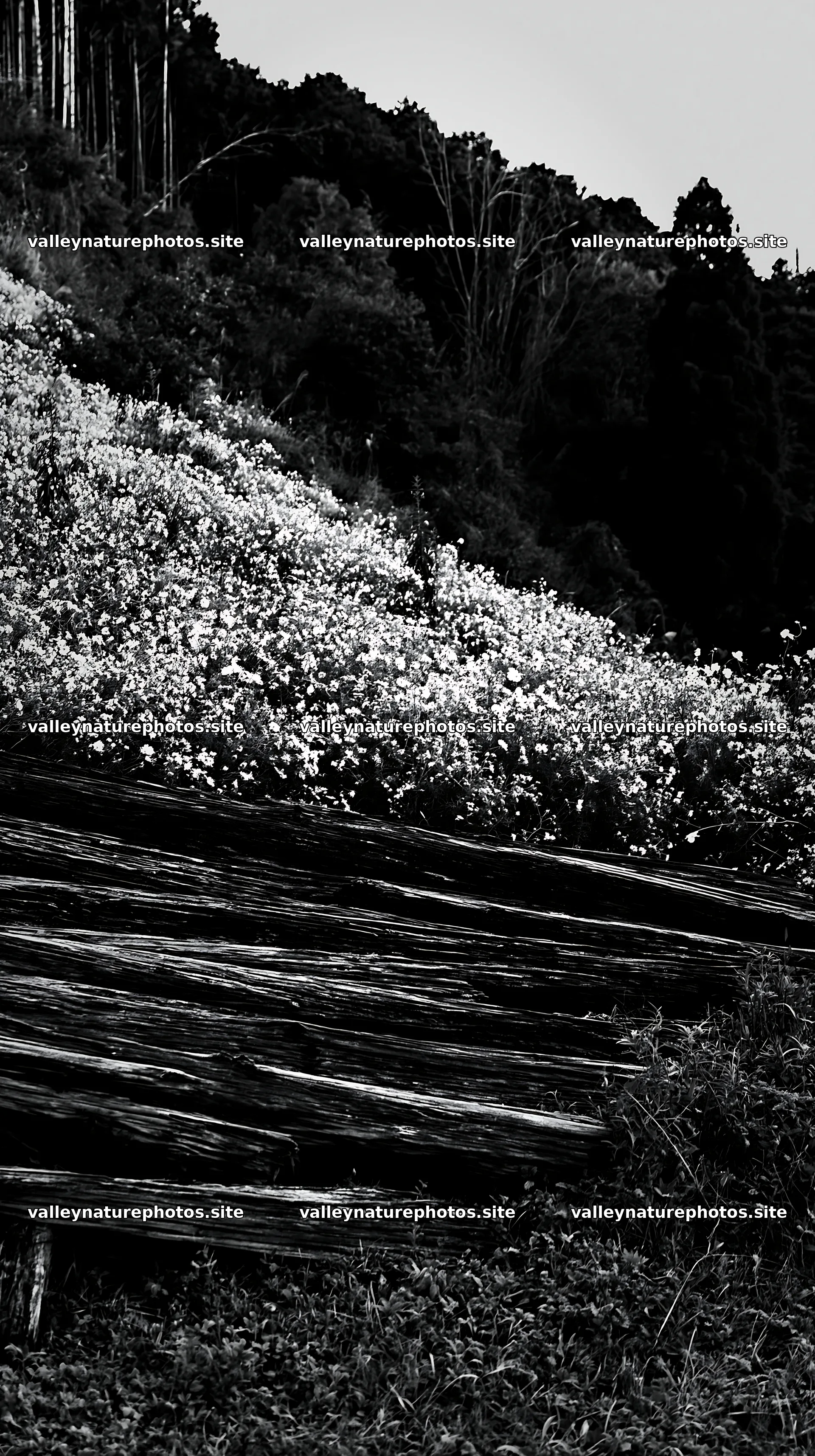 Wakayama autumn meadow weathered wood foreground – nature photography 5938x10608