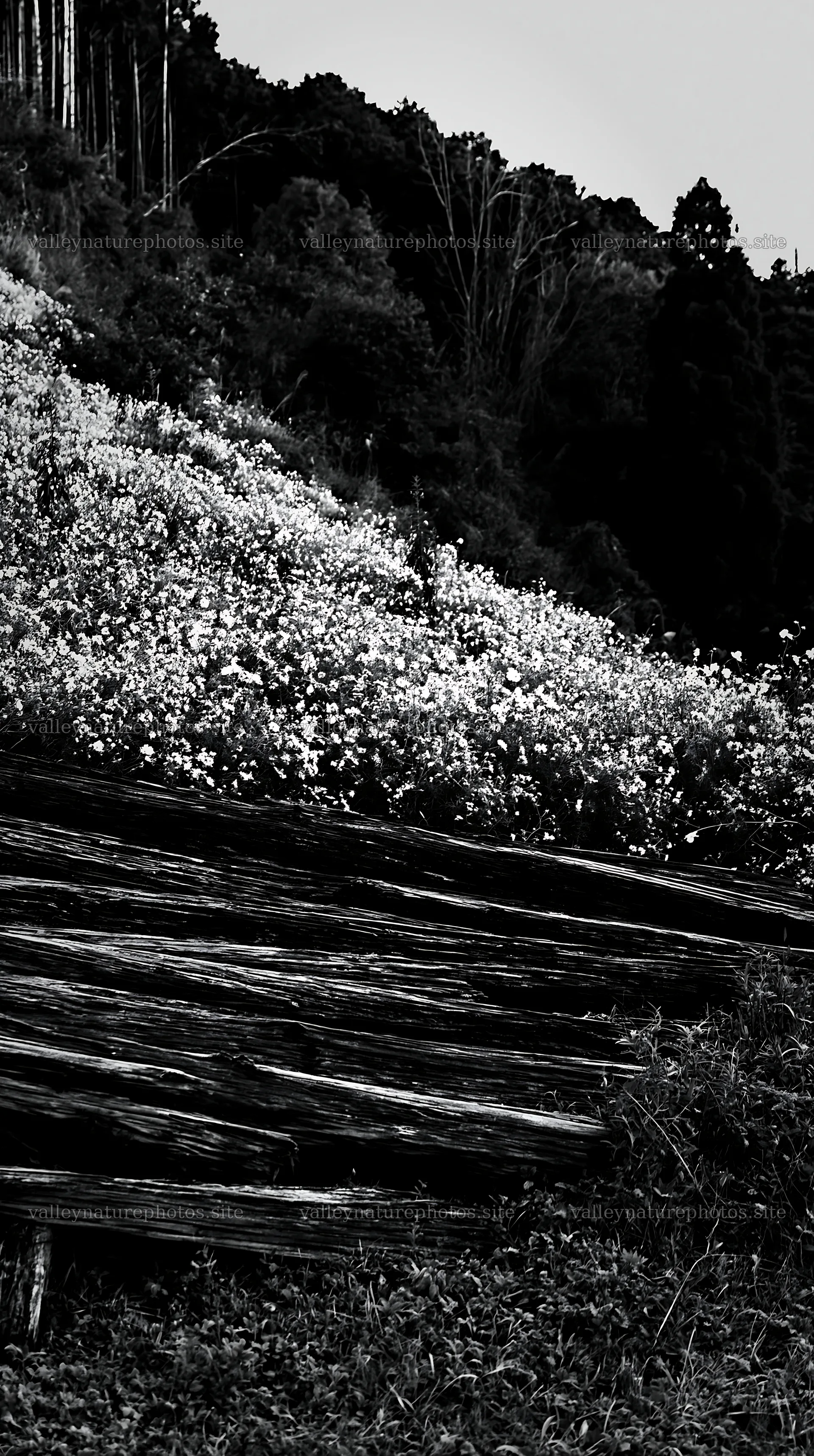 Wakayama autumn meadow weathered wood foreground – nature photography 5938x10608