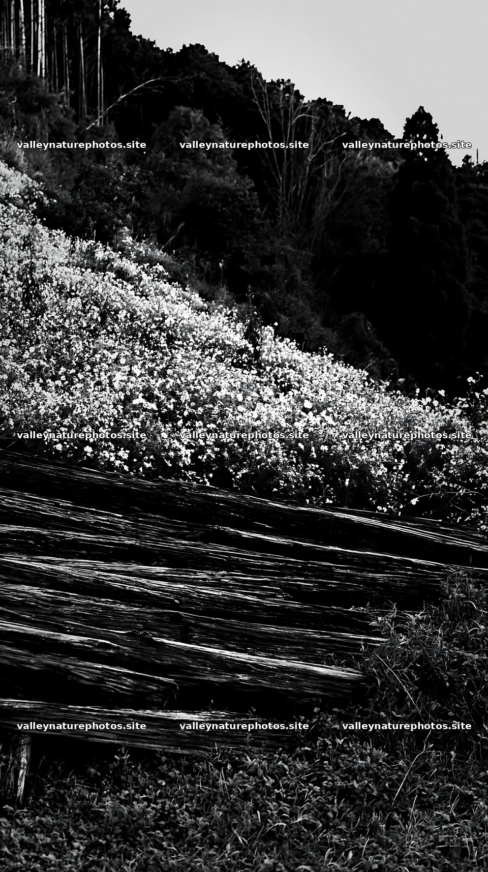 Wakayama autumn meadow weathered wood foreground – nature photography 5938x10608