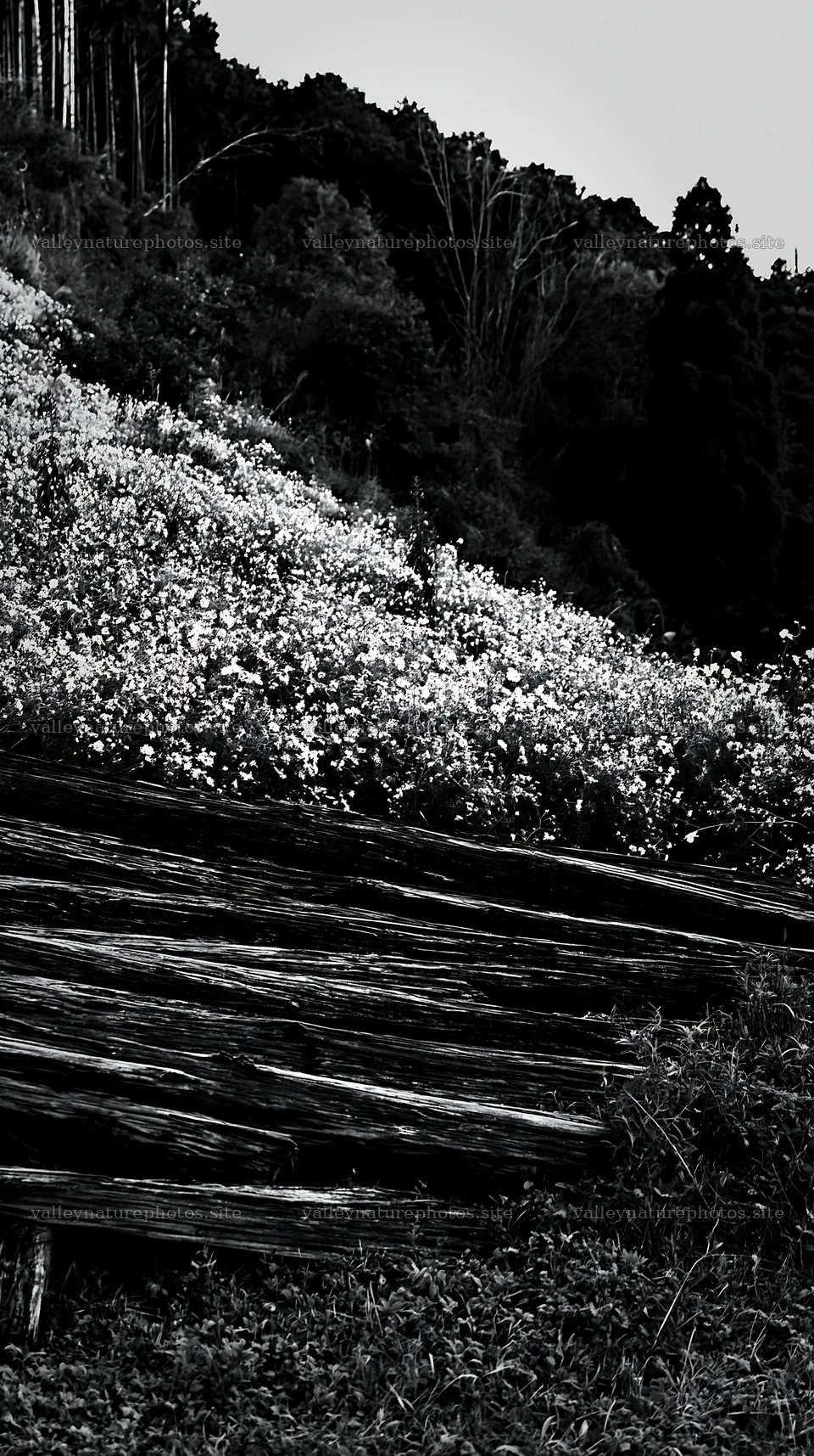 Wakayama autumn meadow weathered wood foreground – nature photography 5938x10608