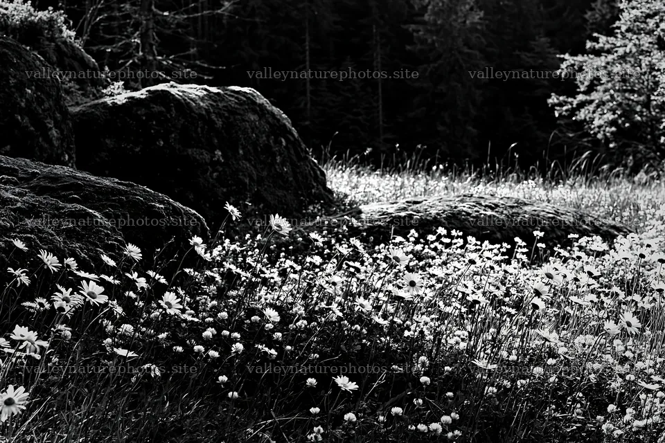 Mossy boulders among wildflowers in a meadow – nature photography 9722x6480