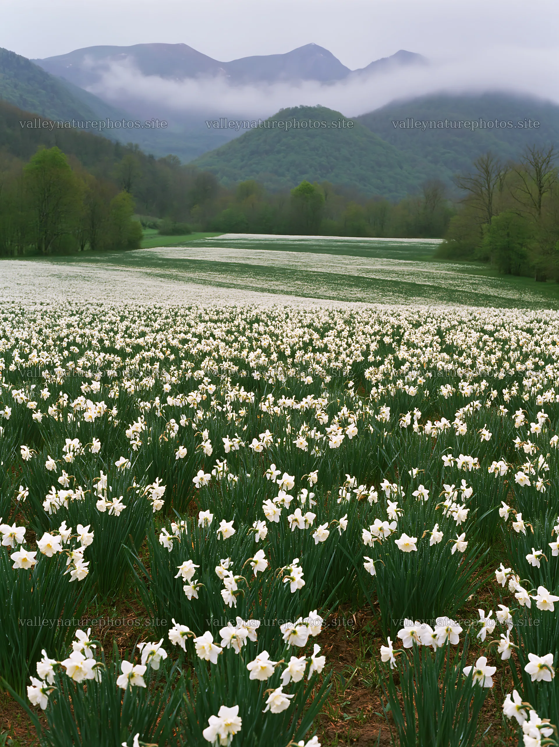 French meadow with flowers below Pyrenees mountains – nature photography 6866x9174