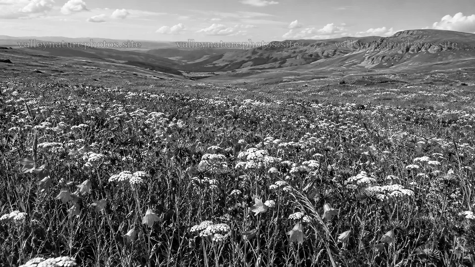 Monochrome Wildflower Meadow in a Mountain Valley – nature photography 10324x5812