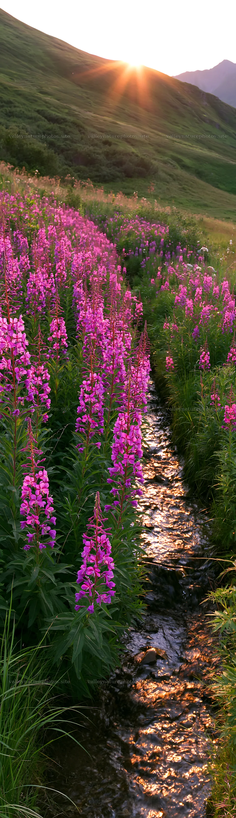 Fireweed meadow at sunset with a flowing stream – nature photography 4268x14762